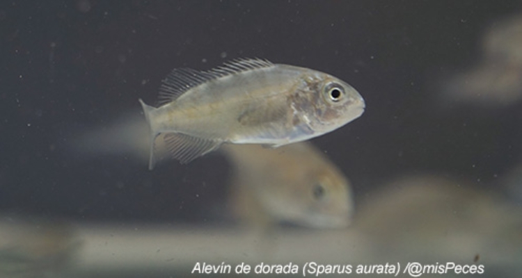 Alevín de dorada de mejora genética Alevín de dorada de mejora genética