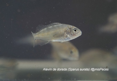 alevin-dorada-toruno-mipeces