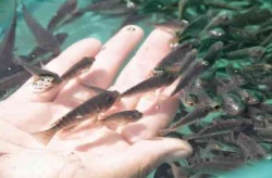 Blend of microalgae Chlorella sp. and Schizochytrium sp. shows synergies in the growth and health of rainbow trout