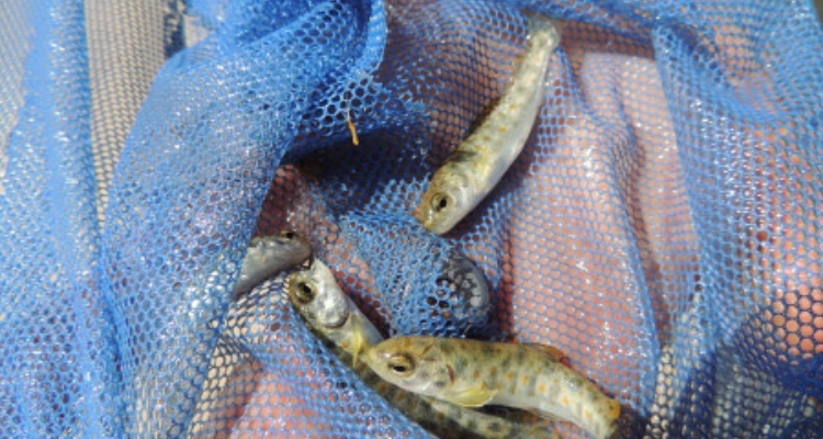 alevines-trucha-comun-salmo-trutta