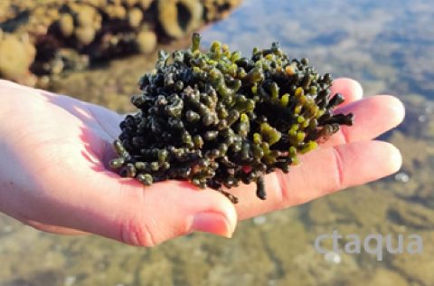 Alga Codium spp | CTAQUA