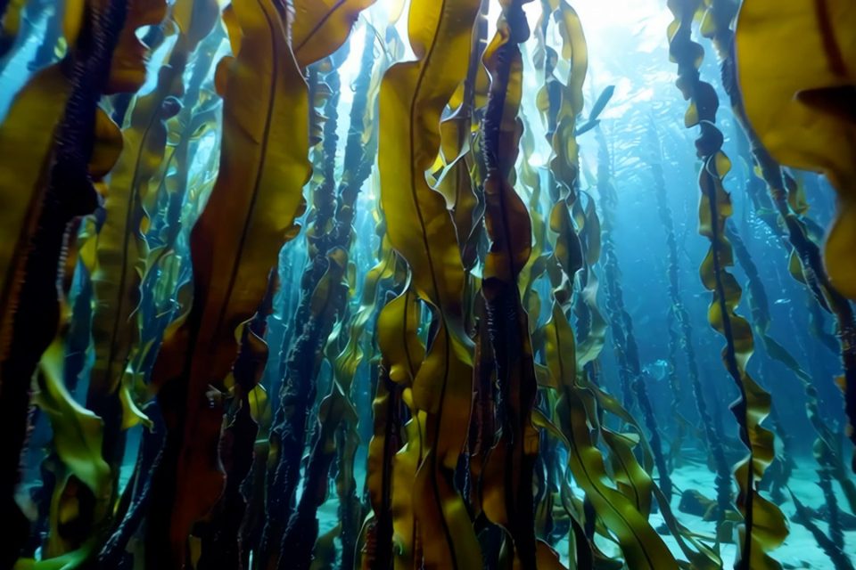 Alga kelp