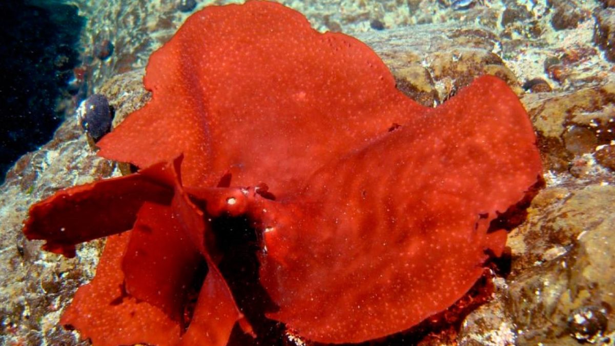 Alga luga roja