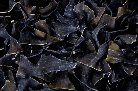 Alga seca kombu