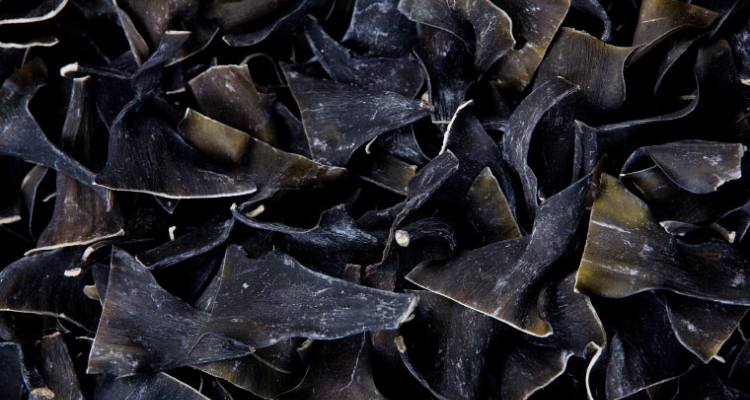 Alga seca kombu