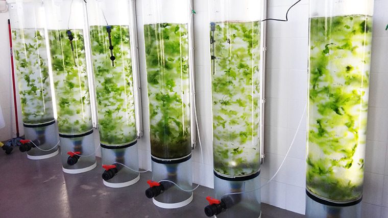 El cultivo de la macroalga Ulva lactuca estéril reduce la bioincrustación en estructuras marinas