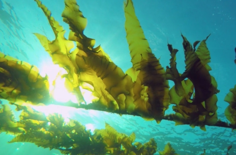 Alga Ulva sp, proyecto GENIALG