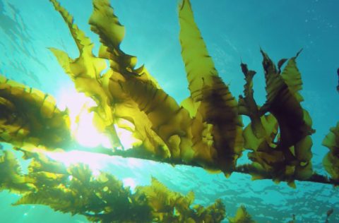 Alga Ulva sp, proyecto GENIALG