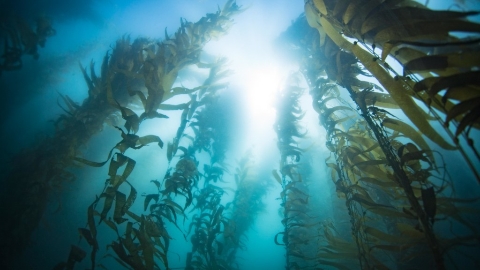 Bosque de algas Kelp