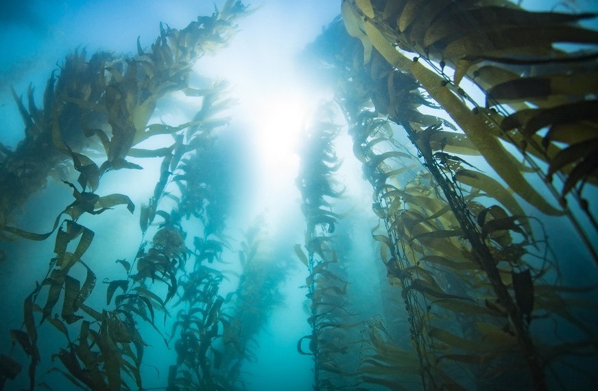 Bosque de algas Kelp Bosque de algas Kelp