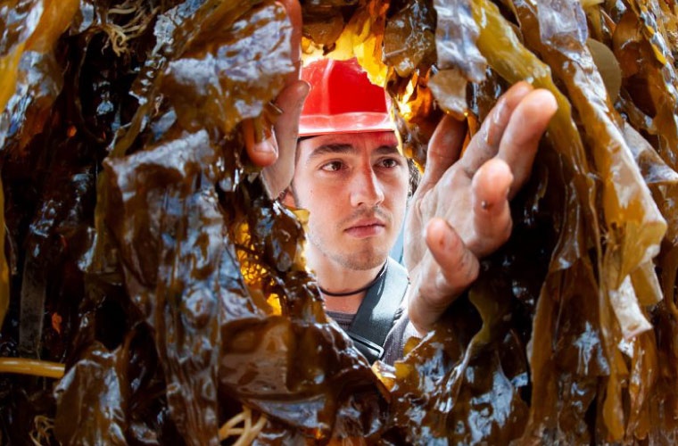 Algas Kelp en SAMS Algas Kelp en SAMS