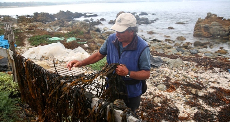 alguero-chile