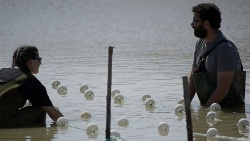 La empresa onubense La Huerta Marina se certifica en producción ecológica de lechuga de mar y Gracilaria