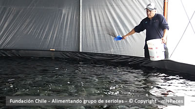 alimentando_seriolas_fundacion_chile