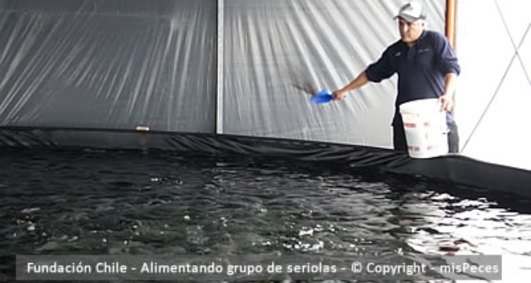 alimentando_seriolas_fundacion_chile