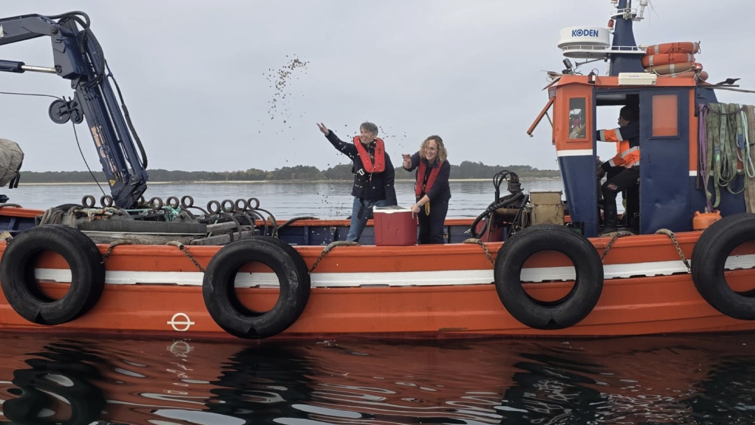 Repoblación Illa de Arousa con almeja babosa Repoblación Illa de Arousa con almeja babosa