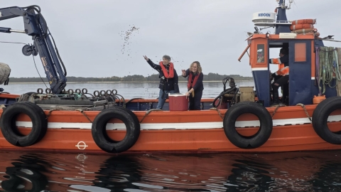 Repoblación Illa de Arousa con almeja babosa
