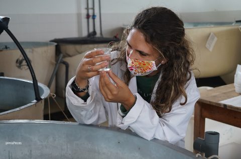Alumna CIFP Zaporito con larvas de lisa dorada (Chelon aurata)