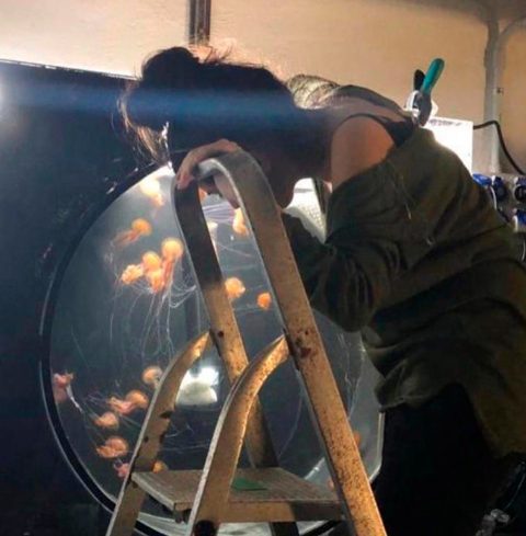 Investigadora Ana Ballester con medusas de la especie Pelagia noctiluca
