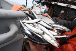 Weak start to 2026 supply puts marine ingredients market back under pressure