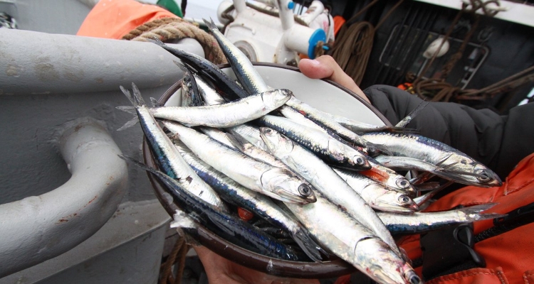 anchoveta-peru-produce