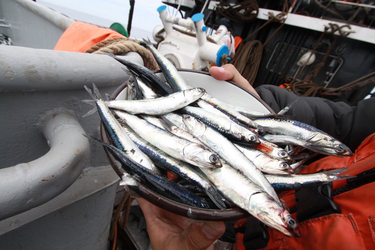 anchoveta-peru-produce