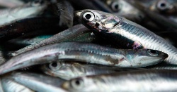 Aumenta la producción de harina y aceite de pescado a escala global