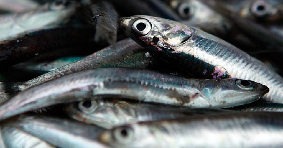 Anchoveta peruana - Sociedad Nacional de Pesquería