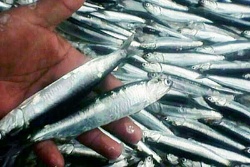 Las capturas de anchoveta alcanzan los 2,78 millones de toneladas en la segunda temporada