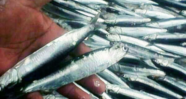 anchoveta peruana /A. Perea anchoveta peruana /A. Perea