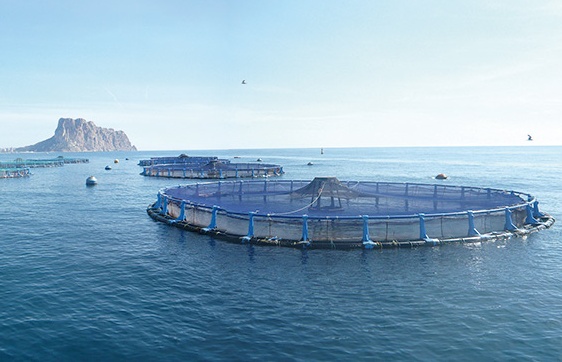 Granja de Andromeda Ibérica en Calpe (Alicante) Granja de Andromeda Ibérica en Calpe (Alicante)