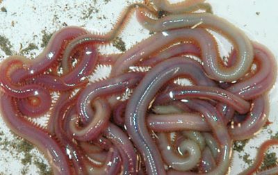 Investigadores secuencias el ADN de la neurotoxina de los anélidos poliquetos marinos