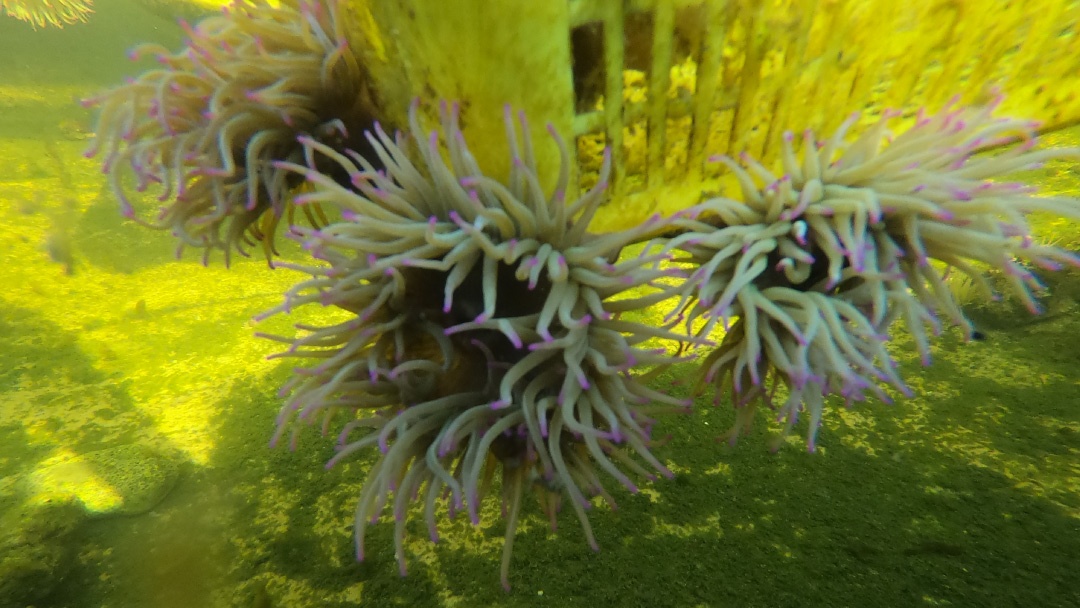 Anémonas (Anemonia viridis) durante el cultivo | ORTIMAR Anémonas (Anemonia viridis) durante el cultivo | ORTIMAR