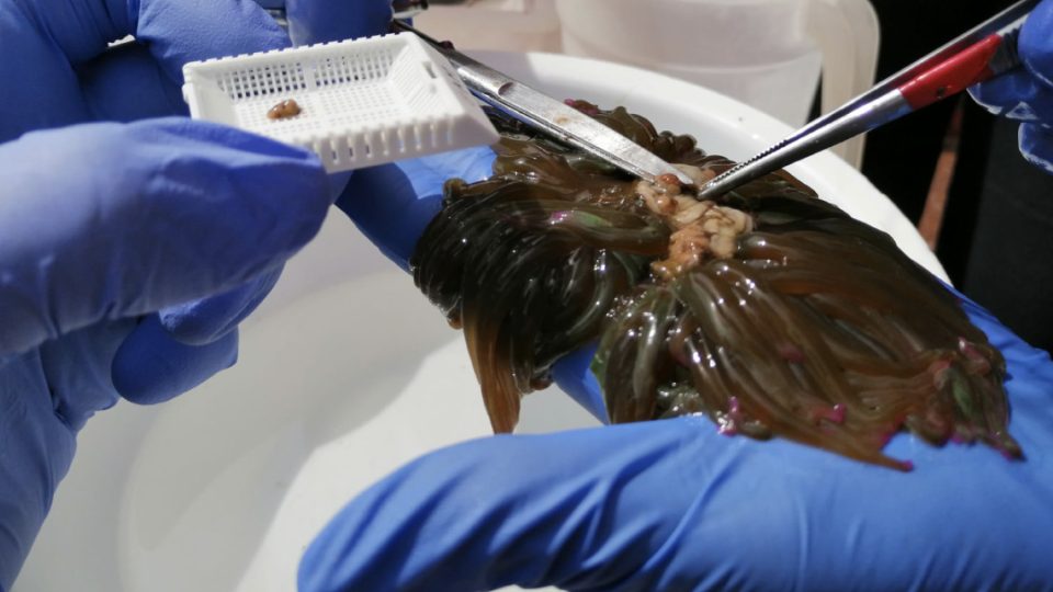 Anemonia viridis, extracción de gónadas | ORTIMAR