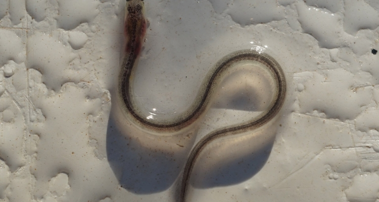 angula-anguilla-anguilla