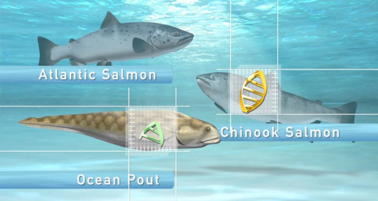 aquabounty-grafico-aquadvantage-salmon