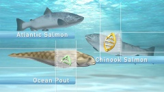 aquabounty-grafico-aquadvantage-salmon aquabounty-grafico-aquadvantage-salmon