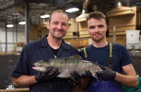 Trabajadores de AquaBounty con el salmón AquAdvantage