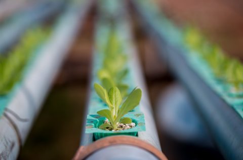 Cultivo de lechugas en aquaponia