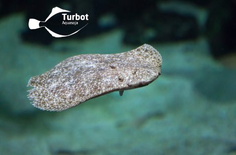 Aquasoja lanza Aquasoja Turbot, pienso para rodaballos
