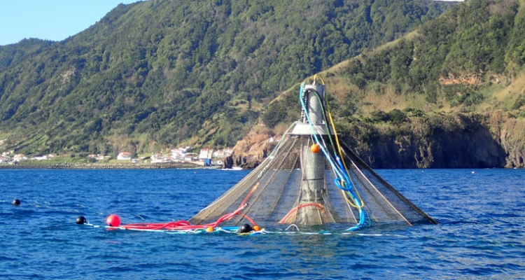 aquazor-jaulas-seriolas-portugal-760