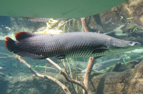 Paiche (Arapaima gigas)