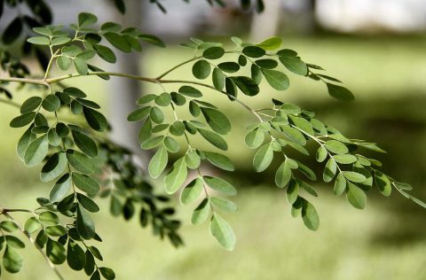 Árbol de moringa