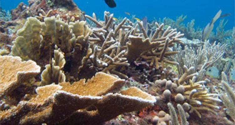 arrecife-coral-mexico