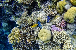 La acuicultura sale al rescate de los arrecifes de coral ante los desafíos del cambio climático