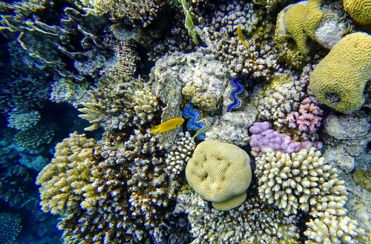 Arrecife de Coral Arrecife de Coral