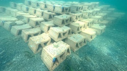 IEO y ANSE instalan el primer arrecife artificial de ostra plana en el Mar Menor