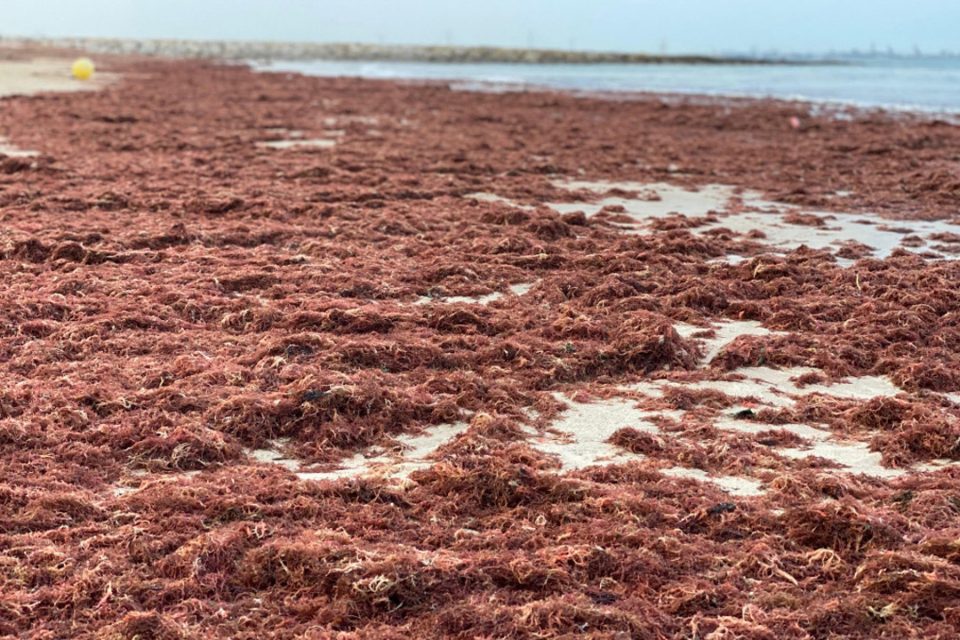 Arribazón alga exótica