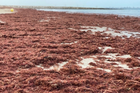 Arribazón alga exótica