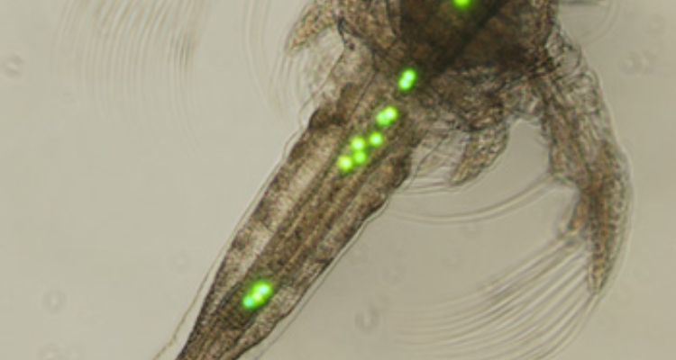 artemia-fluoroesferas-irta